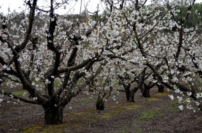 Cerezos en flor