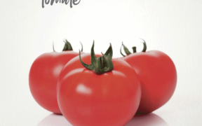 Tomate Día Semilla