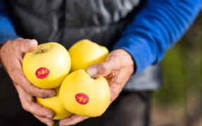 YELLO® MANZANA AMARILLA