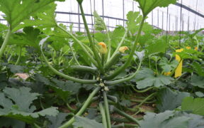 Cultivo de pepino en invernadero