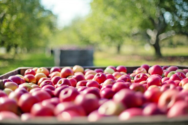 Producción de manzana