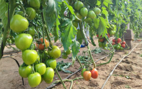 Cultivo de tomate de Syngenta