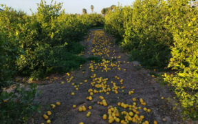 Sector valenciano del limón
