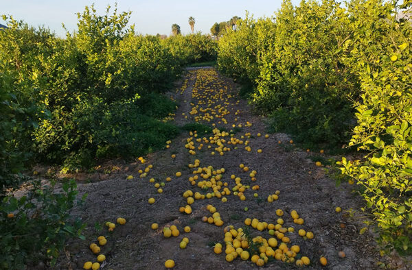 Sector valenciano del limón