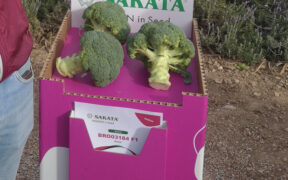 Brócoli de Sakata