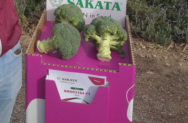 Brócoli de Sakata