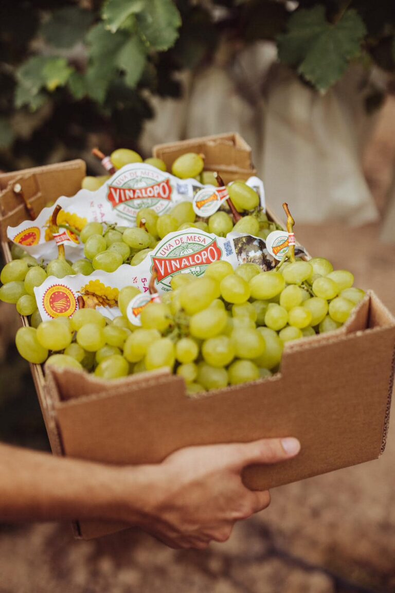 Foto: DOP Uva Embolsada del Vinalopó