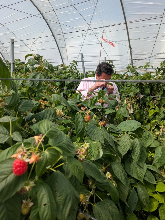 Gonzalo García, responsable Comercial España occidental de Koppert.