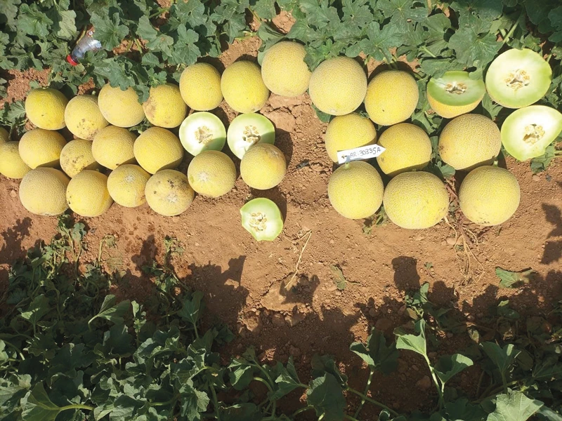 Ramiro Arnedo melón