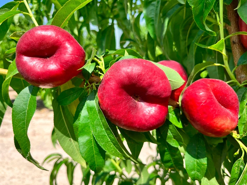 nectarina plana Sekoya PSB