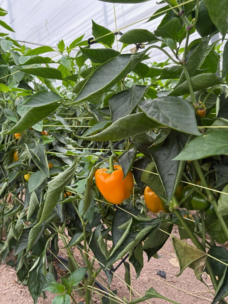 Semillas Fitó desarrollo pimiento