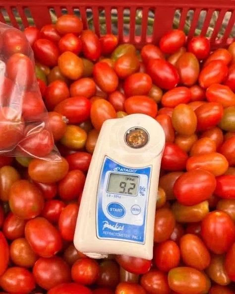 Tobralina tomate