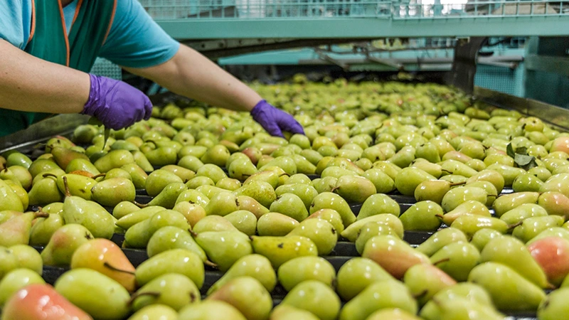 España cosecha manzana pera