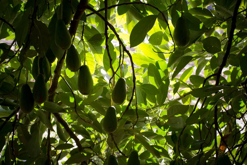 Campaña aguacate nacional
