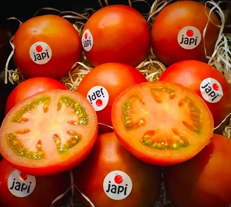 tomate Japi