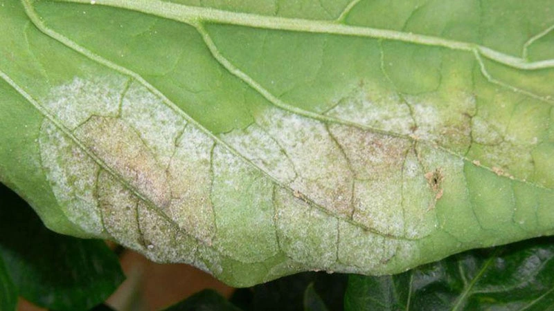 Syngenta oídio pimiento