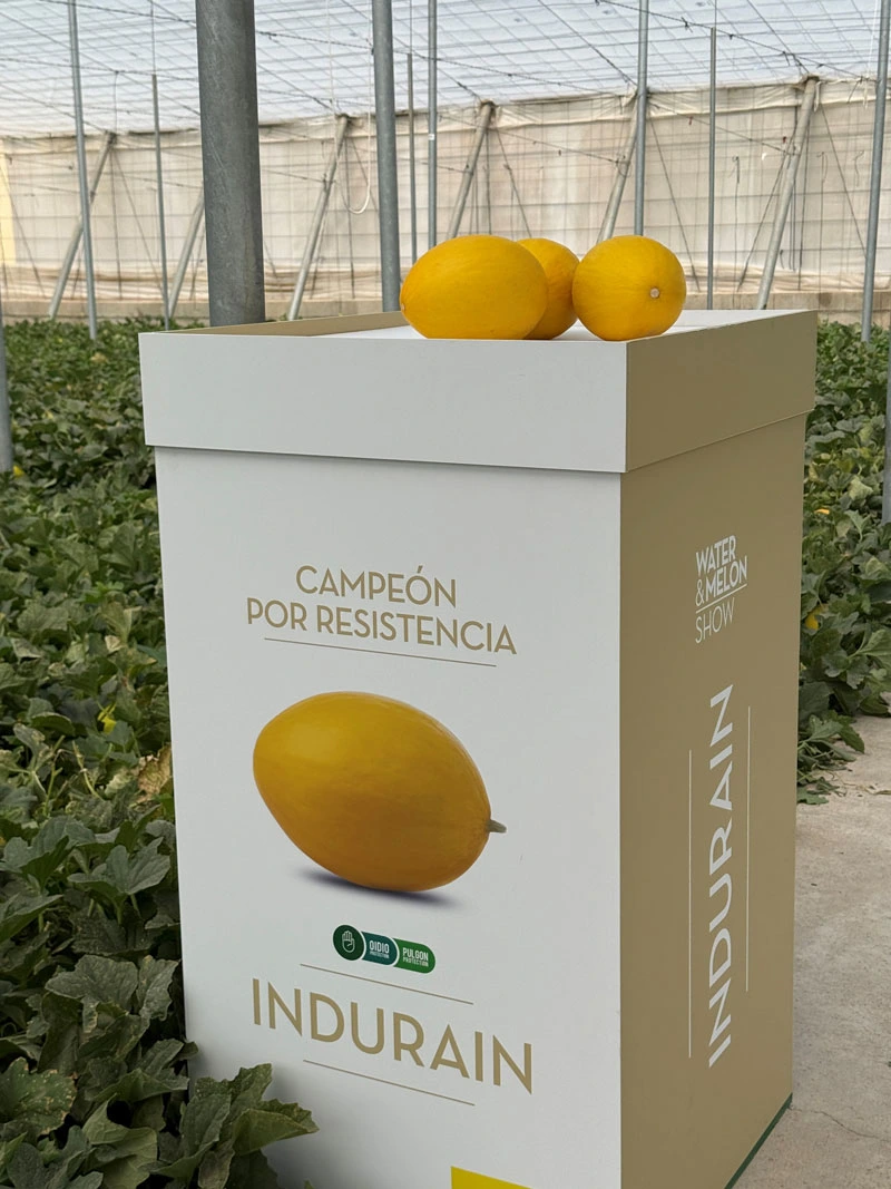 Fitó melón