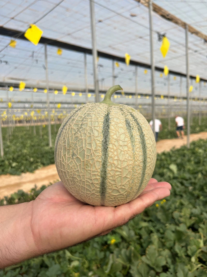 Fitó melón