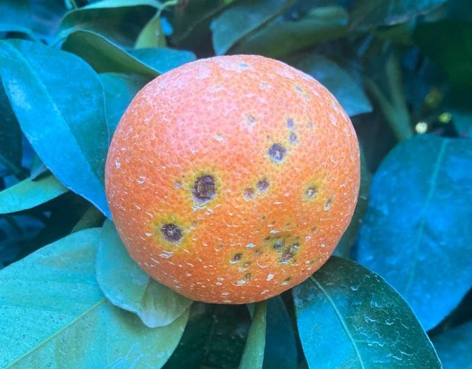 Mandarina con alternaria