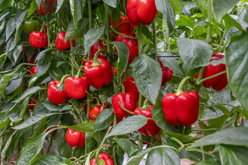 Arquero CapGen Seeds