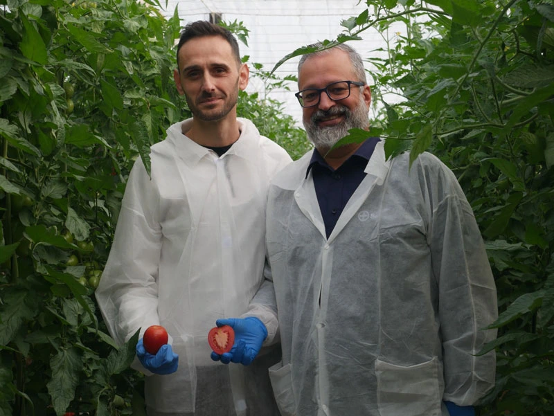 Bayer Seminis tomate pera