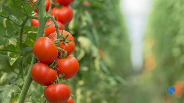 J. Huesa tomatera
