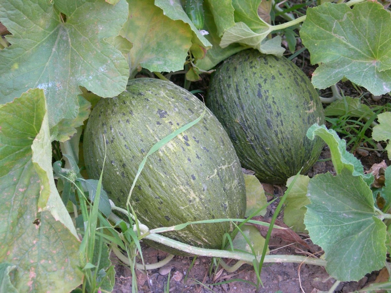 campaña melón y sandía