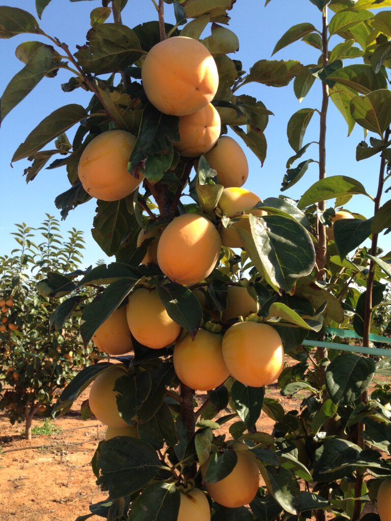 Kaki Viveros Hernandorena