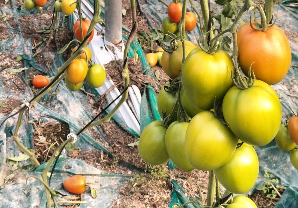 Jornada Tomate Barricada F1 Ramiro Arnedo