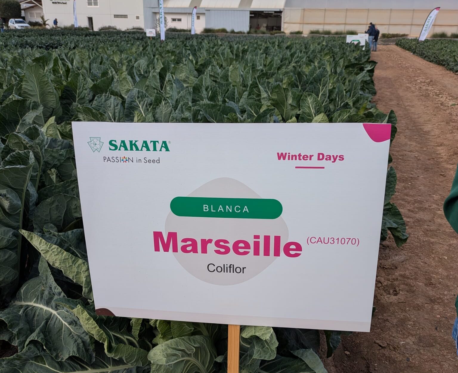 Coliflor Marseille Sakata