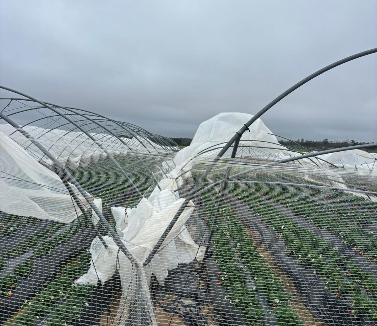 Temporal Borrasca Kristin Frutos Rojos Huelva