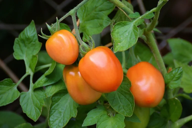 tomate investigación