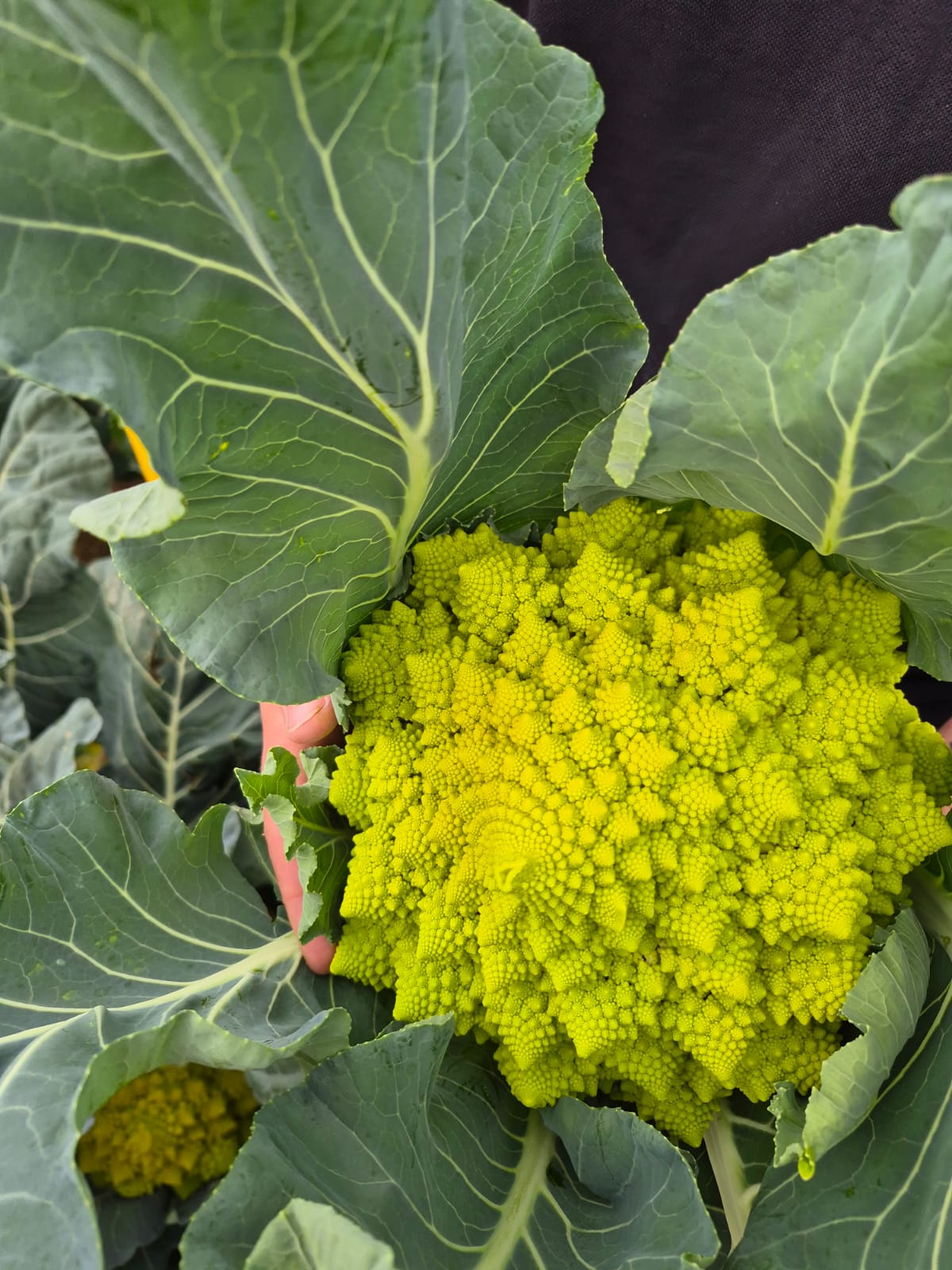 Romanesco Aurelia Bejo