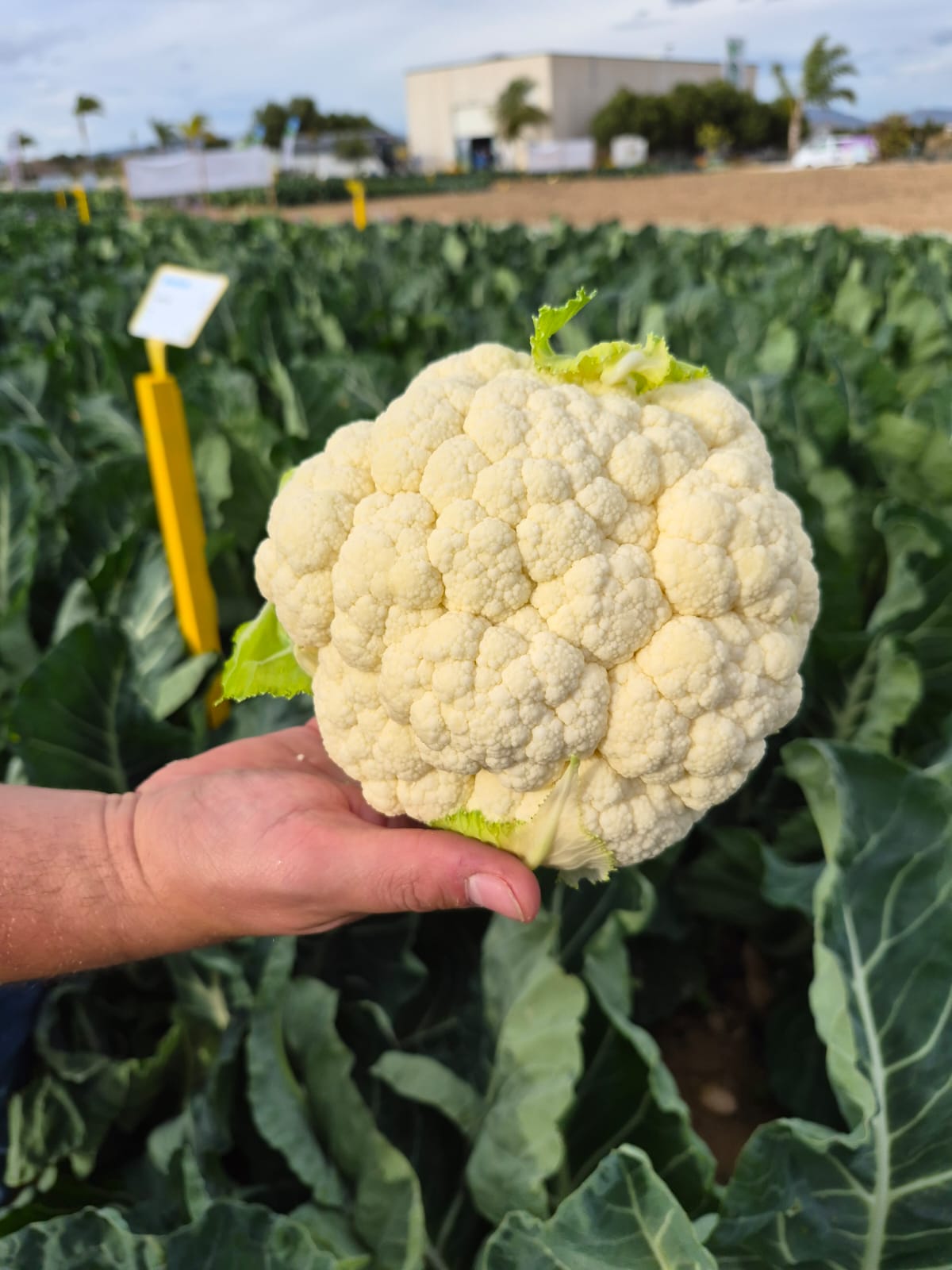 Tres perlas del Ebro Bejo