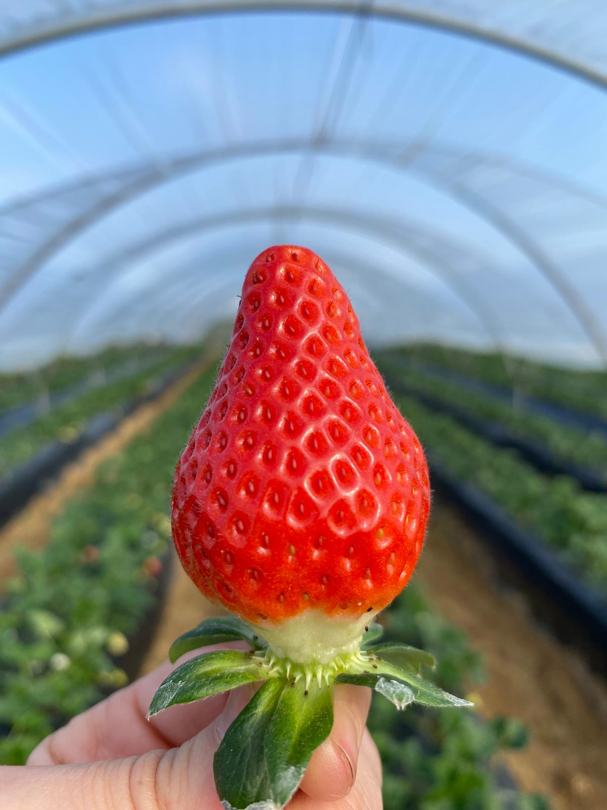 Fandango fresa Fresh Forward