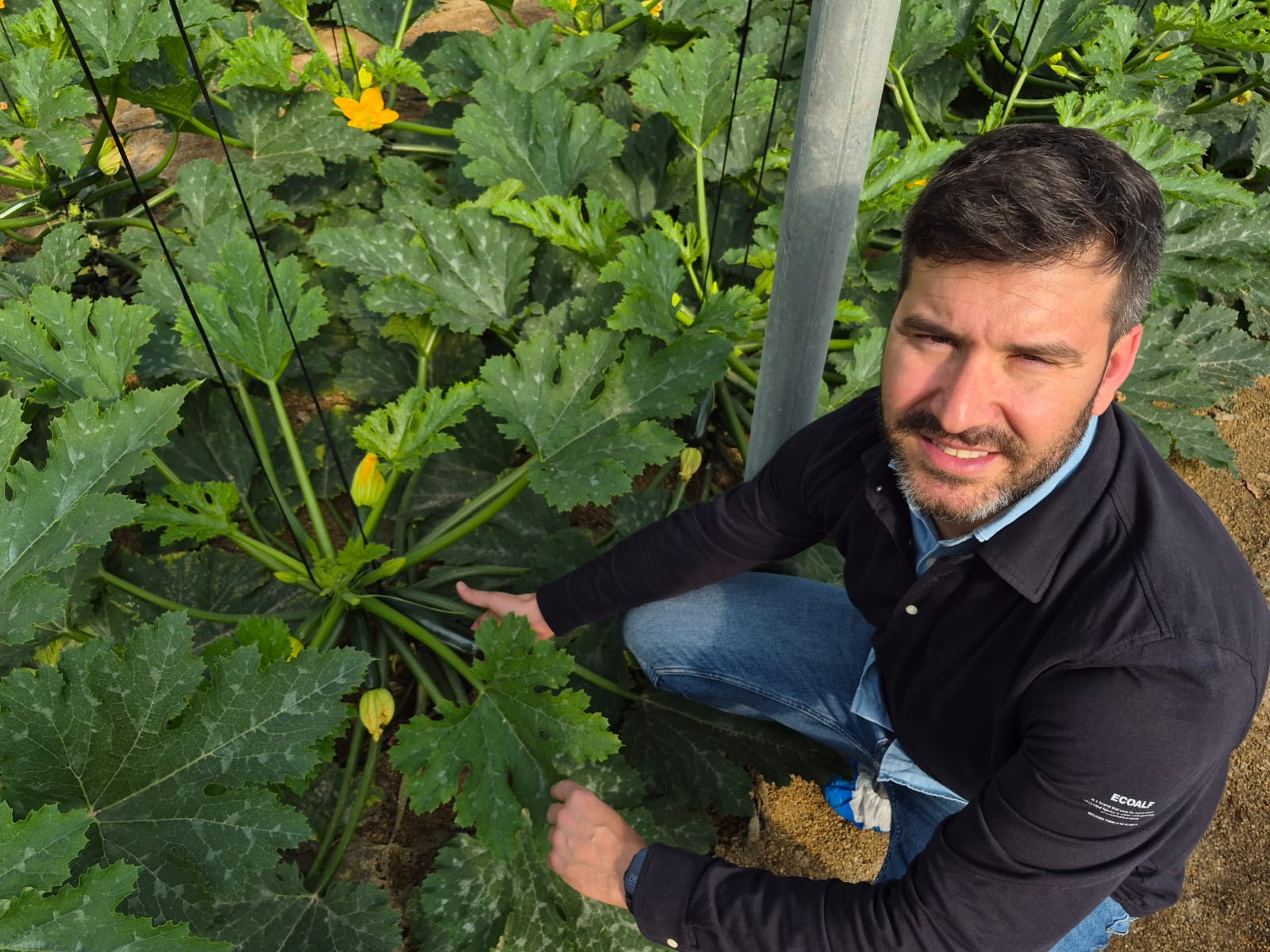 Naranco RZ Rijk Zwaan