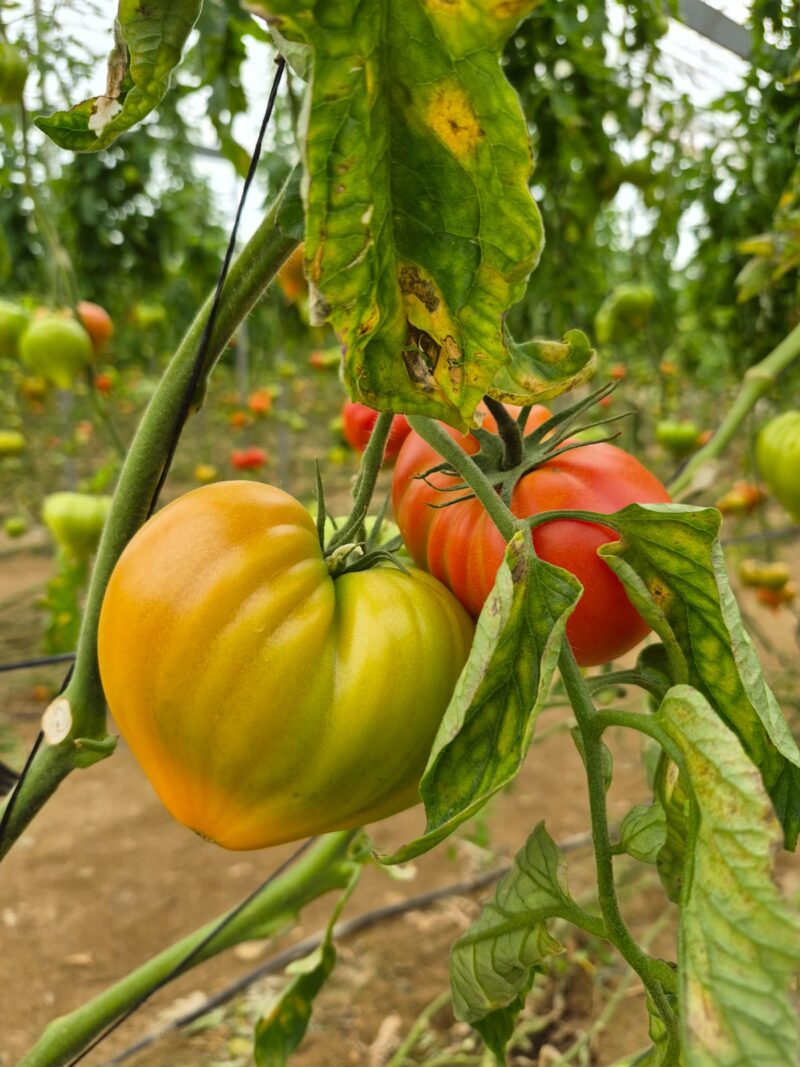 Amortoma Tomate Yuksel Seeds