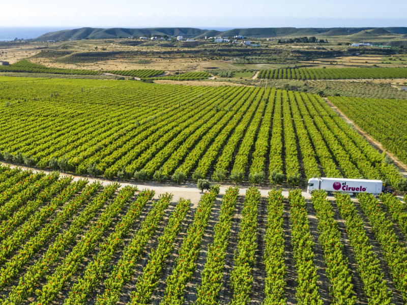 El Ciruelo fruta de hueso