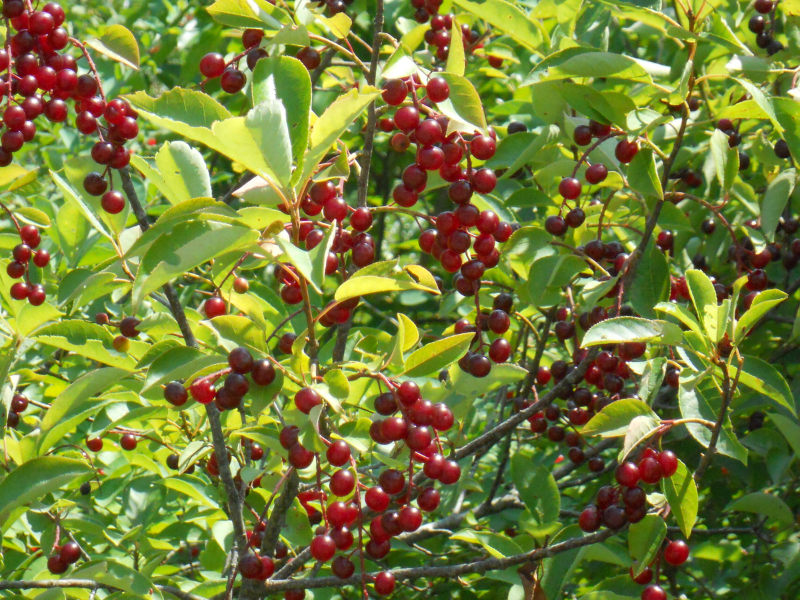 Cereza El Ciruelo