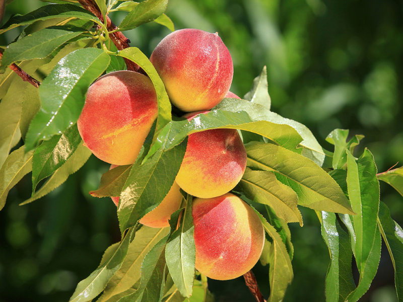 El Ciruelo Fruta de Hueso