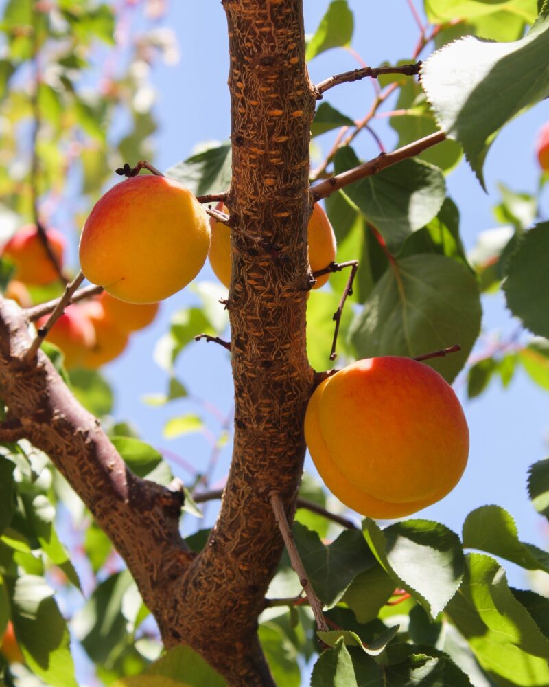 El Ciruelo Fruta de Hueso