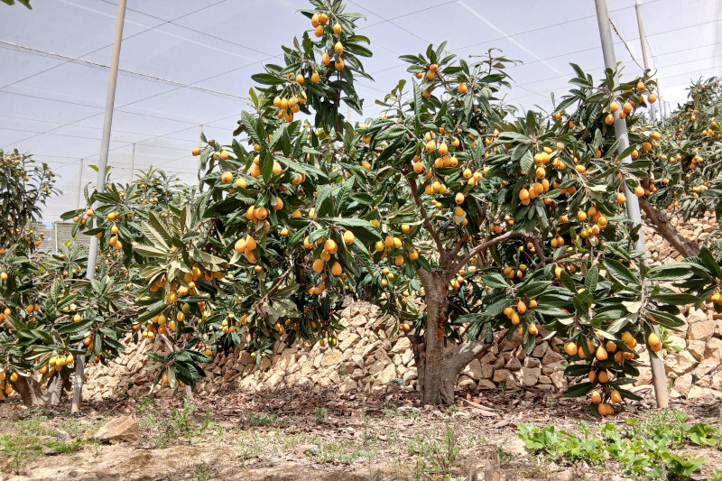 Campaña de níspero Alicante