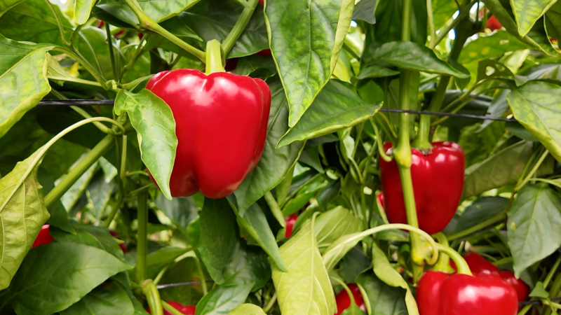 Quirino Yuksel Seeds