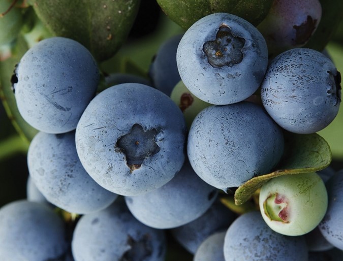 Arándano FCM 14-057