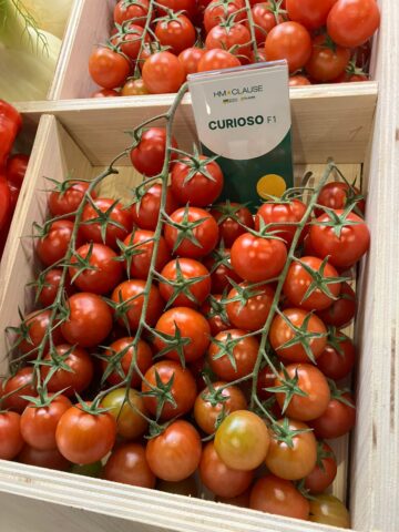 Curioso tomate HM Clause