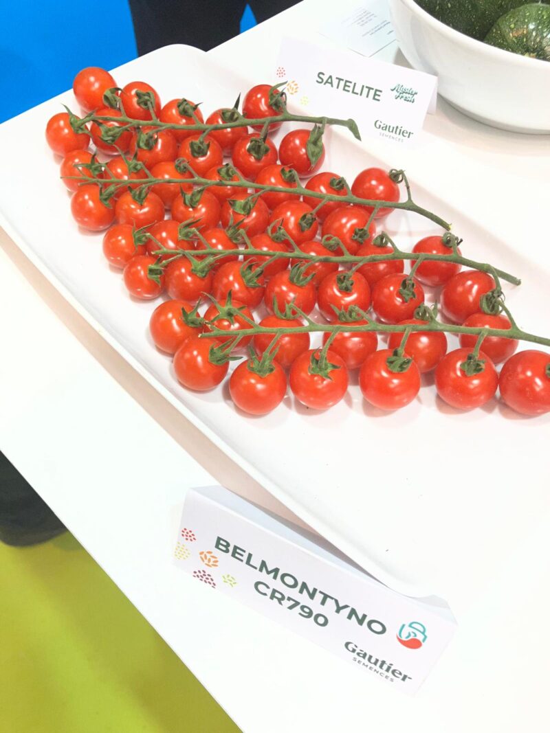 Belmontyno Tomate Gautier Semences