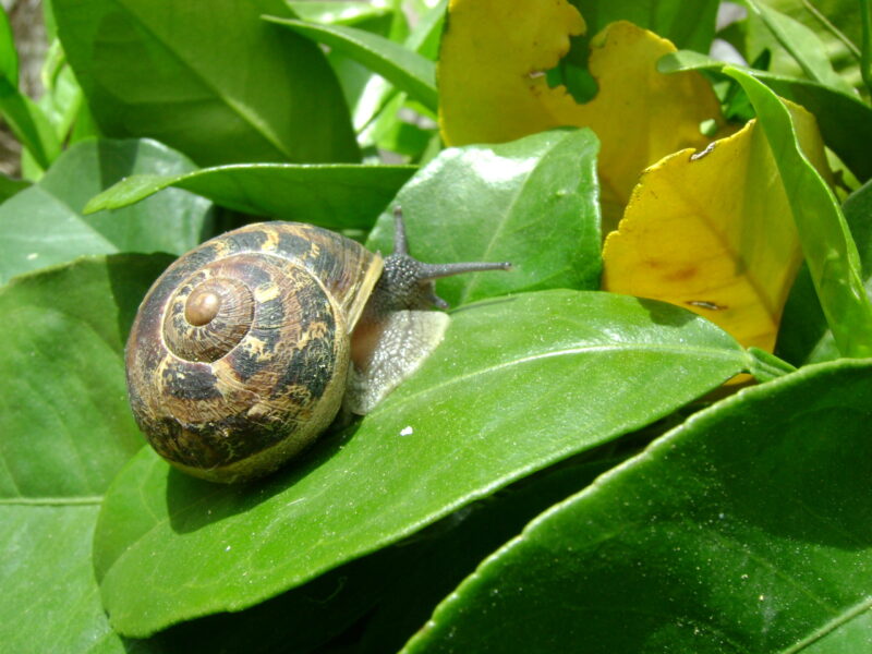 Caracoles cítricos. Foto Junta de Andalucía
