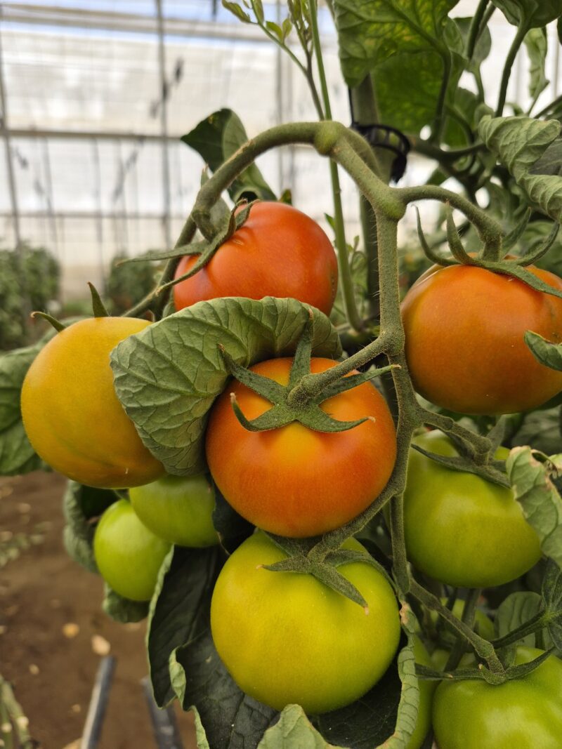 Fondon tomate Nunhems