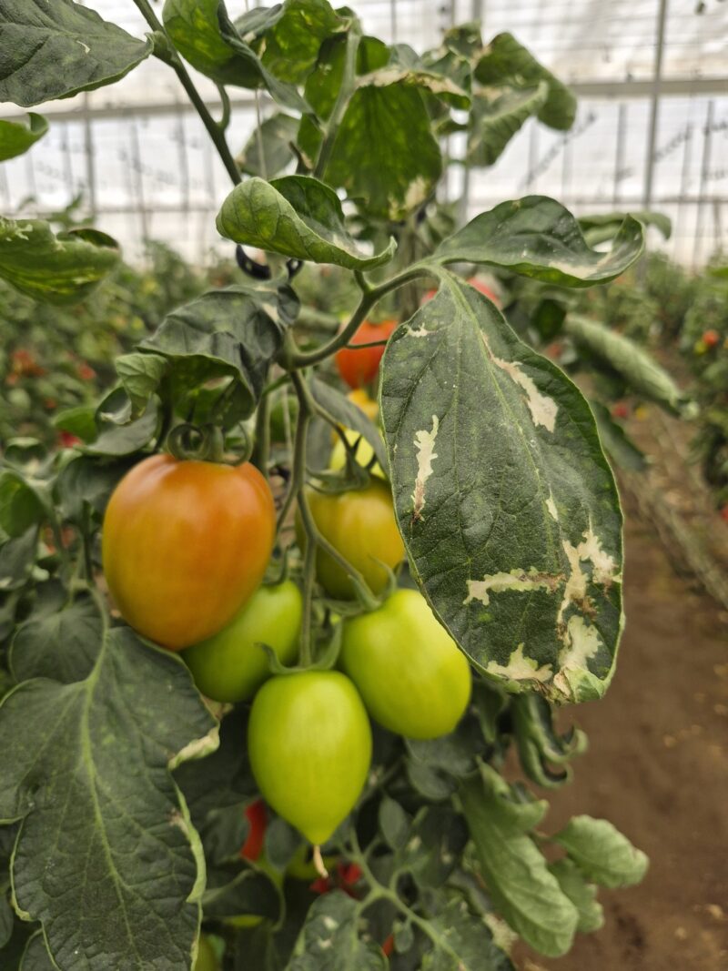 Ivarian tomate Nunhems