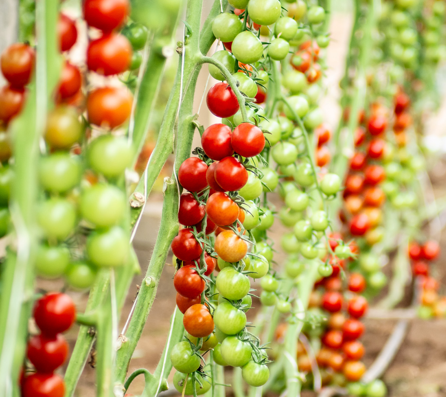 Tiziano Yuksel Seeds